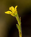 * Nomination Flower of an unknown saxifrage plant --Ermell 06:59, 4 August 2022 (UTC) * Promotion  Support Good quality. --Poco a poco 08:13, 4 August 2022 (UTC)  Comment Please provide at least an approximate location. In addition, please change Category:Saxifragaceae to Category:Unidentified Saxifraga (unless you think this is a different genus). --Robert Flogaus-Faust 17:49, 4 August 2022 (UTC)