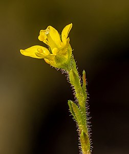 Steinbrech Focus stack-20200409-RM-172359