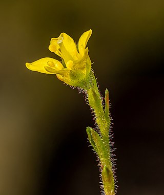 Flower of an unknown saxifrage plant in a garden in Bamberg, Bavaria.