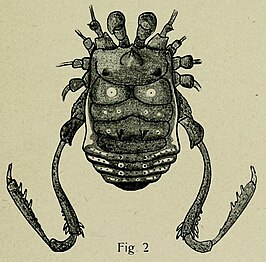 Stenostygnellus flavolimbatus
