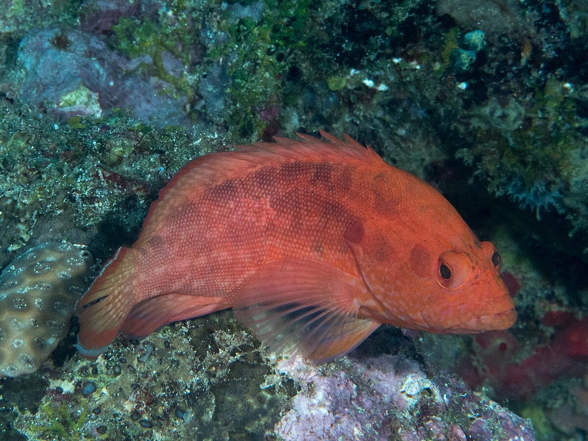 The Brown Marbled Grouper Whats That Fish