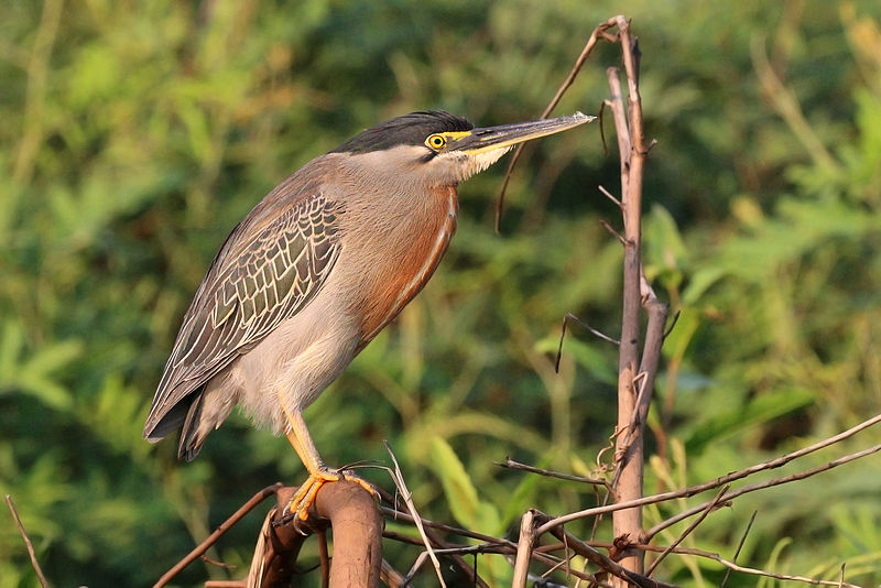 File:Striated heron (Butorides striata striata).JPG