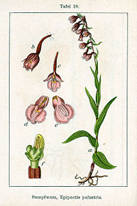 plate 18 archive copy at the Wayback Machine Epipactis palustris