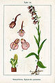 Epipactis palustris vol. 4 - plate 18 in: Jacob Sturm: Deutschlands Flora in Abbildungen (Orchidaceae) (1796)