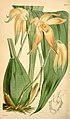 Sudamerlycaste fulvescens (as syn. Lycaste fulvescens) plate 4193 in: Curtis's Bot. Magazine (Orchidaceae), vol. 71, (1845)