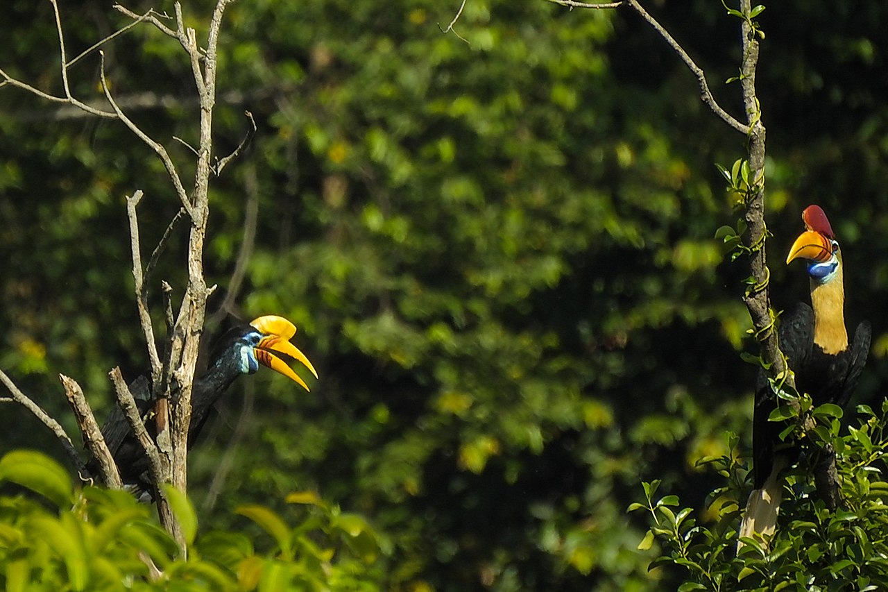 Sulawesi_hornbill_or_Alo_Birds_(Rhyticeros_cassidix)_endemic_to_Sulawesi