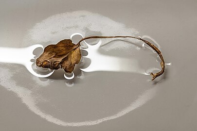 Surface tension of an Epipremnum aureum leaf on water