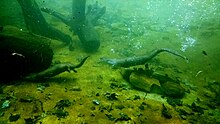 Two river otters seen swimming underwater in the wildlife exhibit at Grandfather Mountain State Park, North Carolina