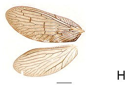 Sympherobius manchuricus