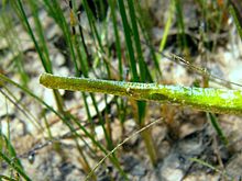 Syngnathus typhle Rab.JPG