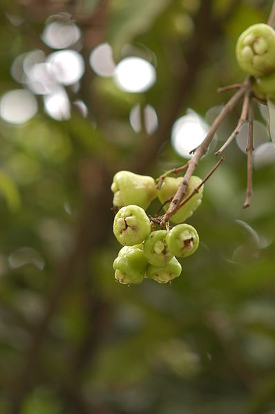 File:Syzygium aromaticum2.JPG