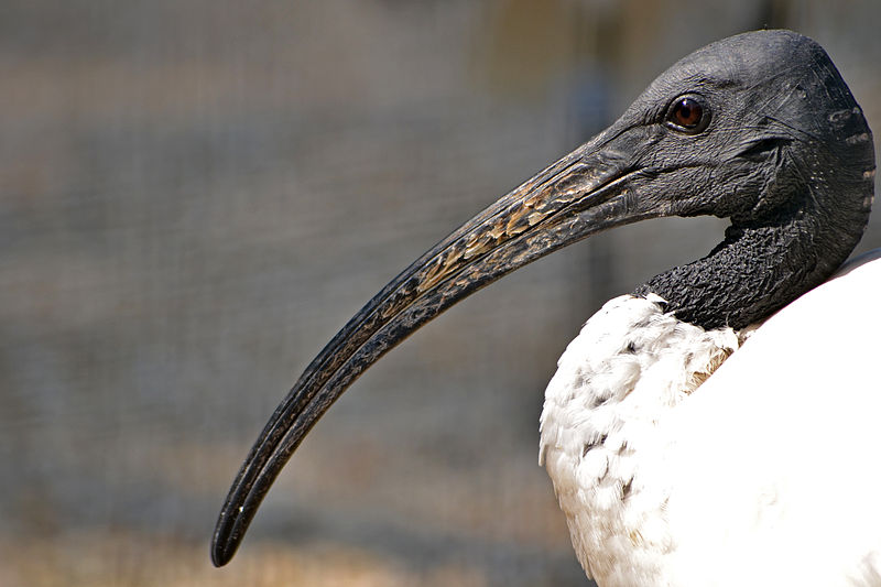 File:Szent íbisz (Threskiornis aethiopicus).jpg