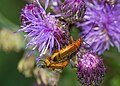 * Nomination Common Red Soldier Beetle (Rhagonycha Fulva) coupling. --MirandaAdramin 18:58, 11 July 2017 (UTC) * Promotion  Comment. Can you reduce noise?--Famberhorst 16:13, 12 July 2017 (UTC)  Done I did, but I don't want to create new artefacts. I let you judge the result. --MirandaAdramin 18:26, 12 July 2017 (UTC) Weak  Support--Famberhorst 16:37, 13 July 2017 (UTC)