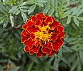 * Nomination Tagetes sp. in Palermo --Livioandronico2013 21:12, 19 August 2016 (UTC) Comment Crop could be better IMO and needs better categorization.--Ermell 21:58, 19 August 2016 (UTC)  Done thanks --Livioandronico2013 12:26, 20 August 2016 (UTC) * Promotion Good quality. --Ermell 19:03, 20 August 2016 (UTC)