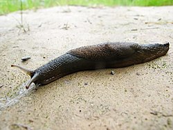 Tajiki's Slug.JPG