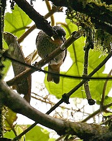Tangara rufigula -NW Ecuador-4.jpg