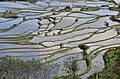 Terrace field in Yuanyang