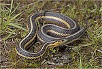 Thumbnail for Butler's garter snake