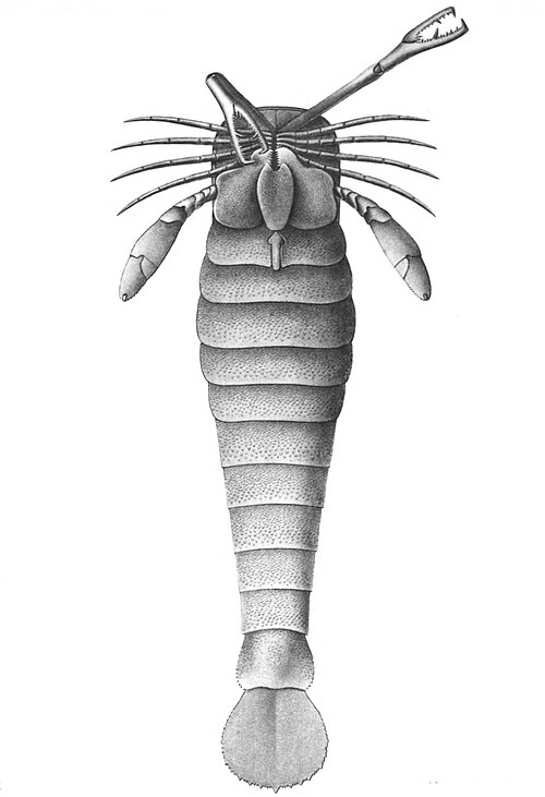 The large chelicerae of the pterygotid eurypterid Acutiramus cummingsi, with pedipalps undiferentiated from the walking legs