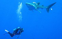 The Whaleshark Collection at Daedalus Reef, Red Sea, Egypt diver and a shark approaching (6147232689).jpg