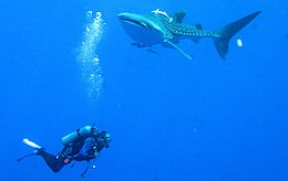The_Whaleshark_Collection_at_Daedalus_Reef%2C_Red_Sea%2C_Egypt_diver_and_a_shark_approaching_%286147232689%29.jpg