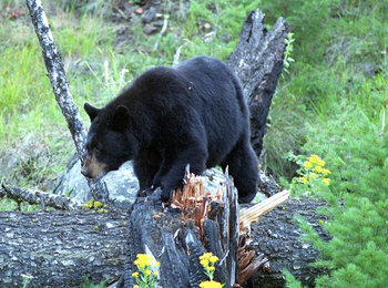 English: Black bear