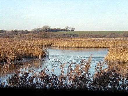 Stodmarsh, a National Nature Reserve in Kent. The marshes at Stodmarsh - geograph.org.uk - 88636.jpg