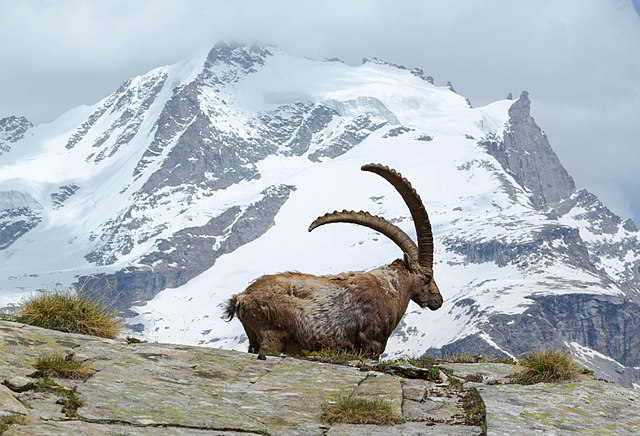 File:The_rock_goat_and_the_Gran_Paradiso_(14297027958).jpg