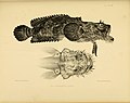 Thumbnail for File:The zoology of the voyage of the H.M.S. Erebus and Terror (10327917576).jpg