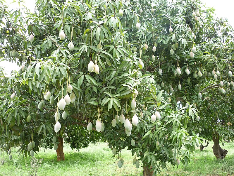 File:Thotapuri Mango tree in Kolar.JPG