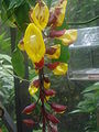 Thunbergia mysorensis flowers