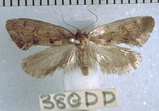 <i>Tingena ombrodella</i> Species of moth, endemic to New Zealand