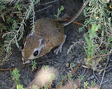 Tipton kangaroo rat (Dipodomys nitratoides nitratoides).jpg