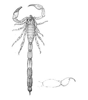 Descrição da imagem Tityus obtusus 1894.jpg.