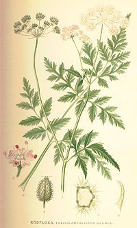 Jaapani harjasputk (Torilis japonica)