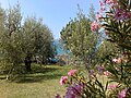 Vista del lago di Garda.