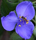 Thumbnail for Tradescantia virginiana