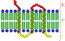 Transmembrane receptor.png