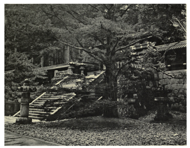Plate 31: Japanese Yew at Nikko