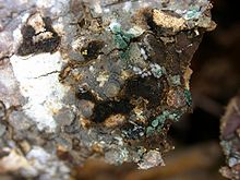 Trichoderma colony in nature Trichoderma colony in nature.jpg