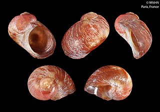 <i>Tricolia munieri</i> Species of gastropod