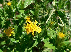 Descrição da imagem Trixis californica flower 1.jpg.