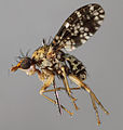 Trypetoptera punctulata