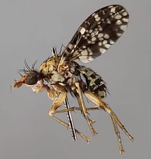 Trypetoptera punctulata, Harlech, Nordwales, Juni 2011 (16596541707) .jpg