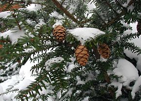 Opis obrazu Tsuga-diversifolia.JPG.