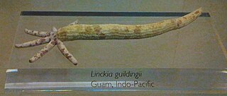 <i>Linckia guildingi</i> Species of starfish