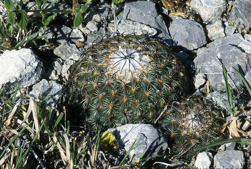 File:Turbinicarpus ysabellae.jpg