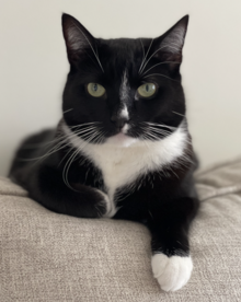 Domestic short-haired cat with tuxedo coat Tuxedo cat, front view.png