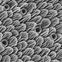 Olfactory receptors (scales and holes) on the antenna of the butterfly Aglais io, electron micrograph Tykadlo.jpg