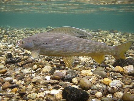 Сиг белого моря. Сибирский хариус - Thymallus arcticus. Сибирский Байкальский хариус. Белый Байкальский хариус. Европейский хариус Thymallus Thymallus.